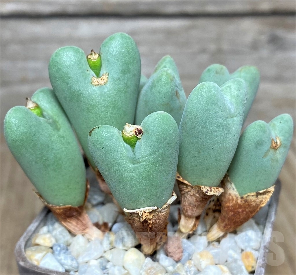 SHPR19427 Conophytum bilobum 'Cauliferum' COP 38-15 - Image 2