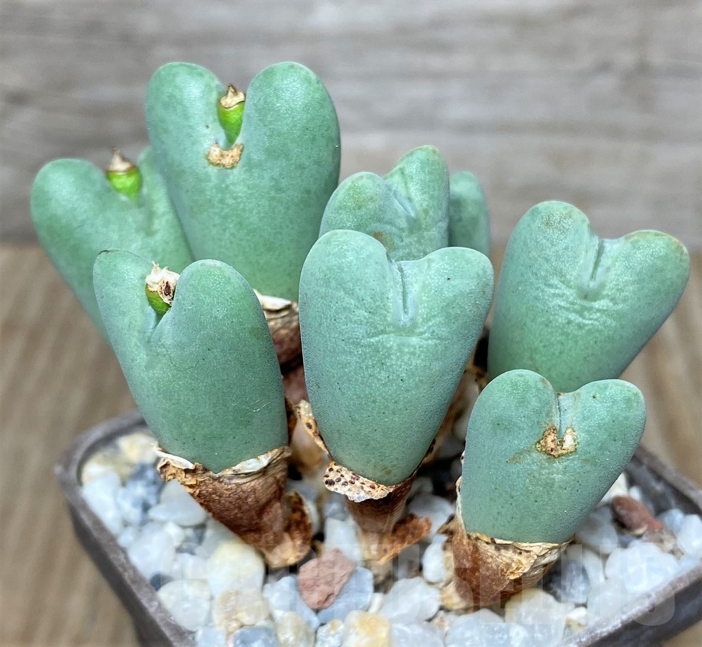 SHPR19427 Conophytum bilobum 'Cauliferum' COP 38-15