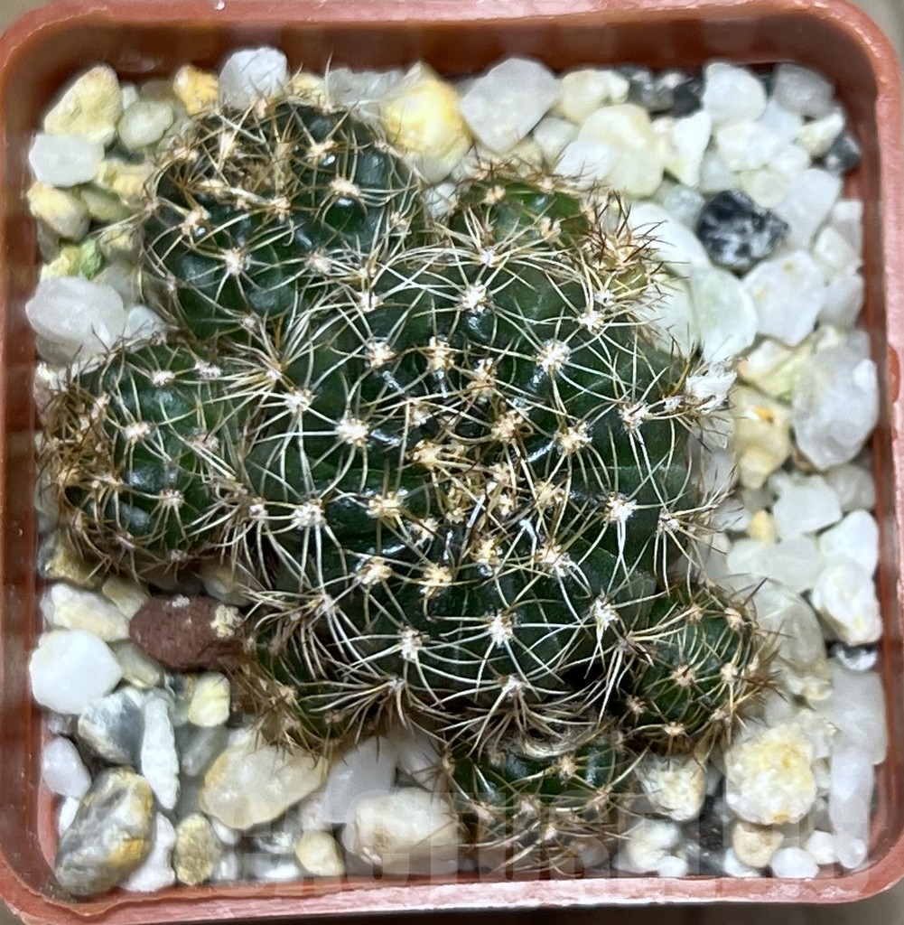 SHPR19808 Lobivia arachnacantha - Image 2