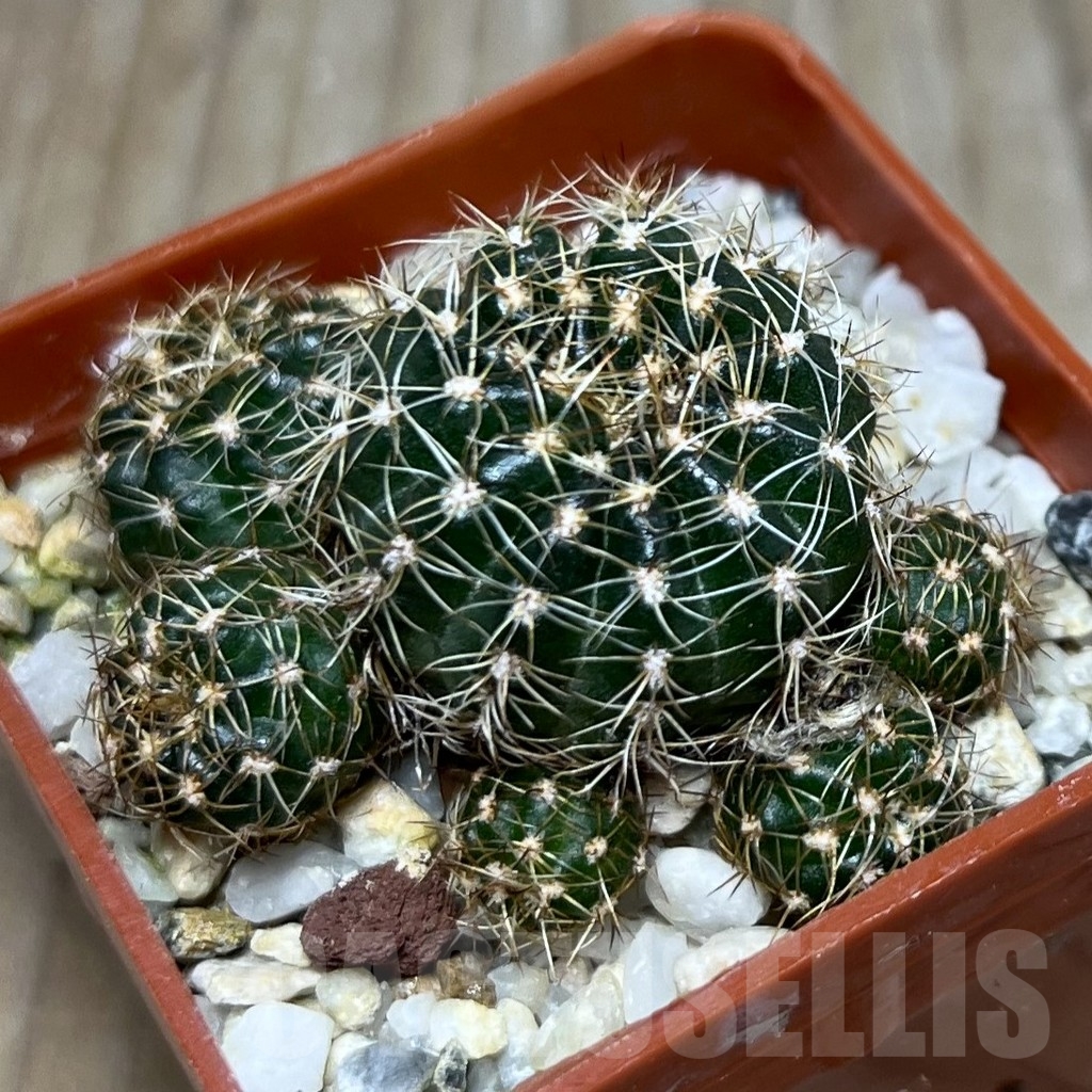 SHPR19808 Lobivia arachnacantha