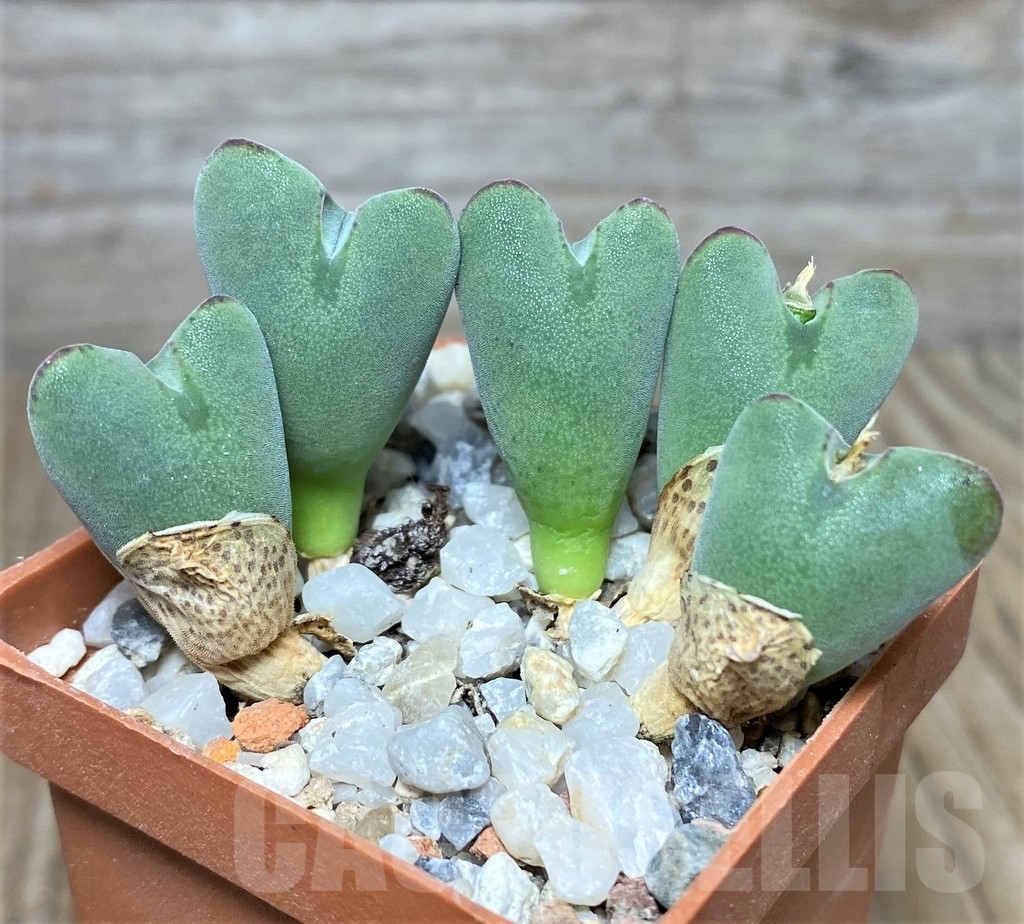 SHPR19429 Conophytum bilobum v. muscosipapillatum, clon 2