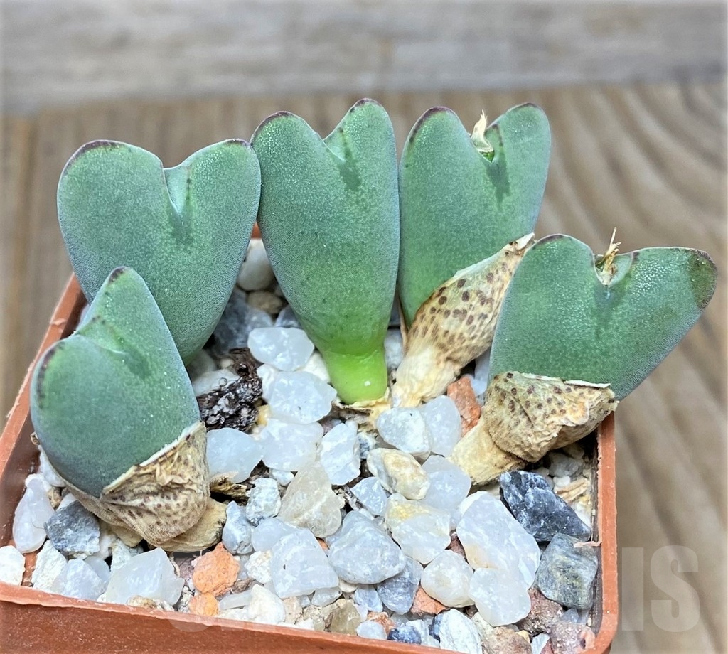 SHPR19429 Conophytum bilobum v. muscosipapillatum, clon 2 - Image 2