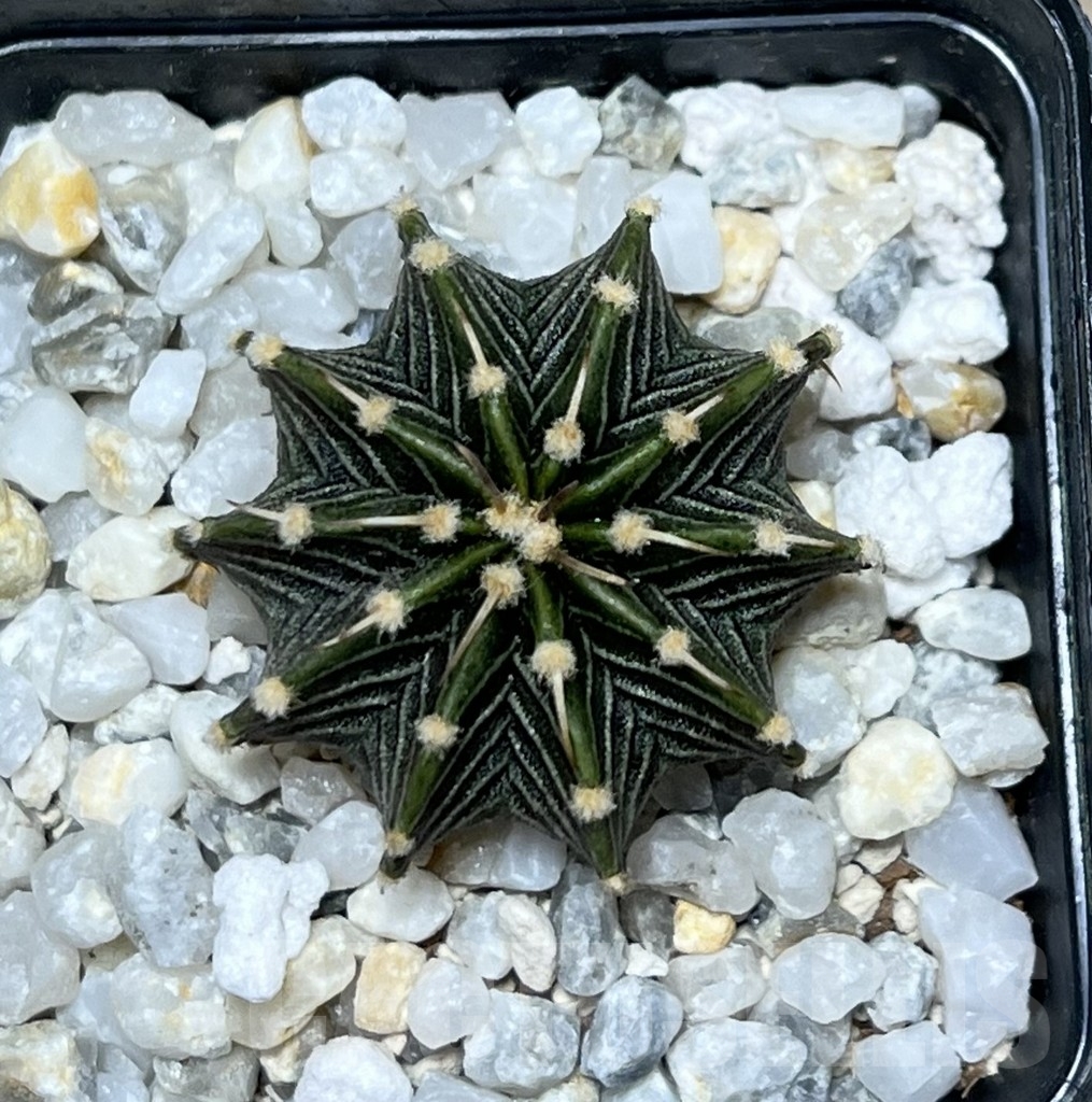 SHPR19866 Gymnocalycium friedrichii LB 2178 - Image 2