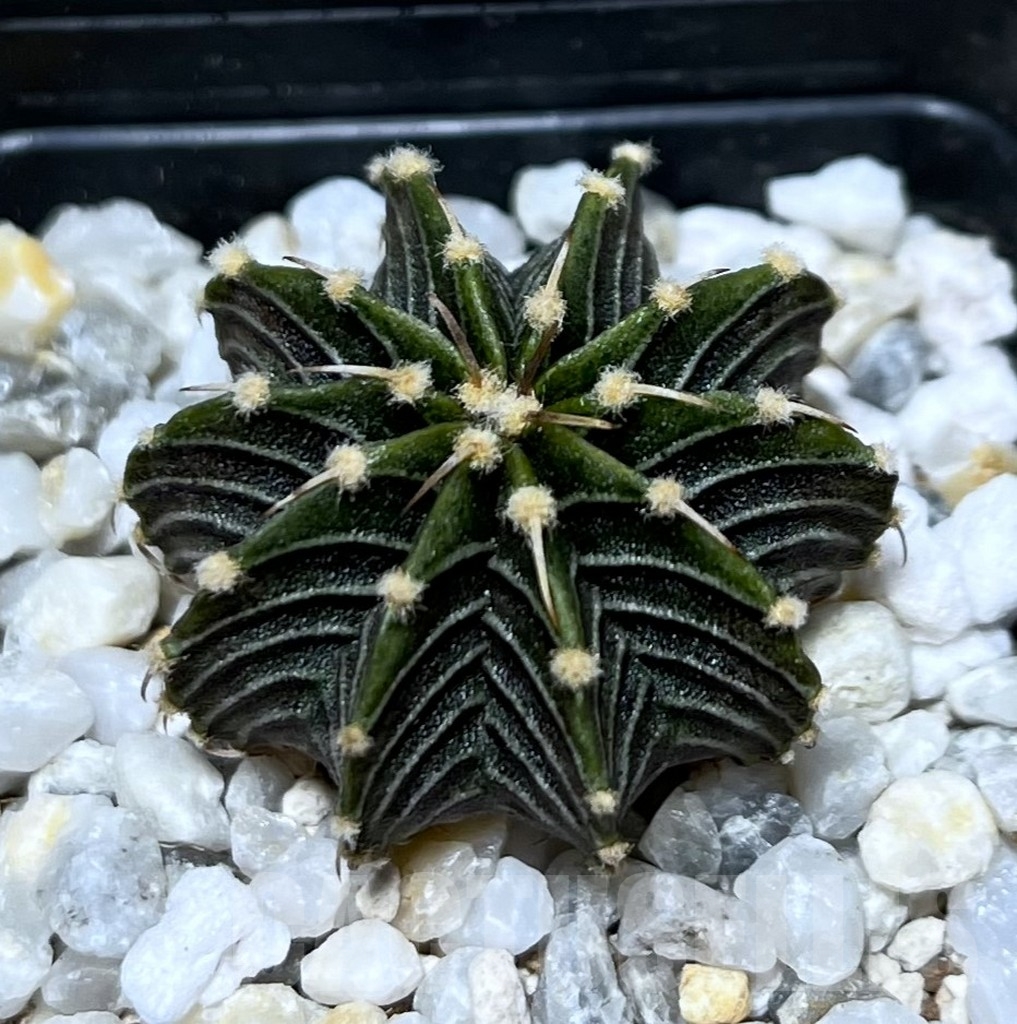 SHPR19866 Gymnocalycium friedrichii LB 2178