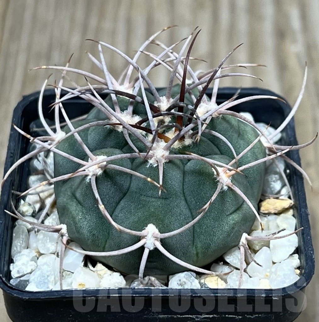 SHPR19868 Gymnocalycium ambatoense