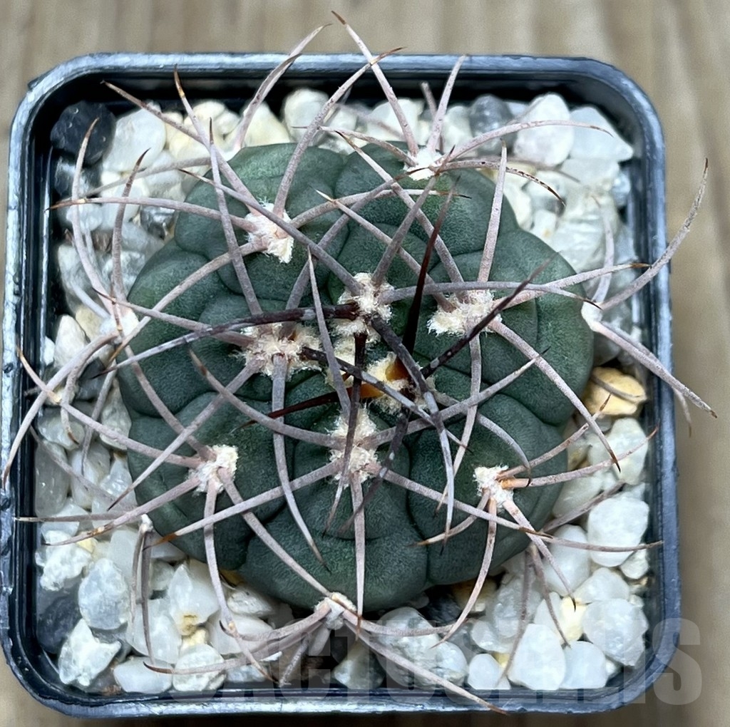 SHPR19868 Gymnocalycium ambatoense - Image 2