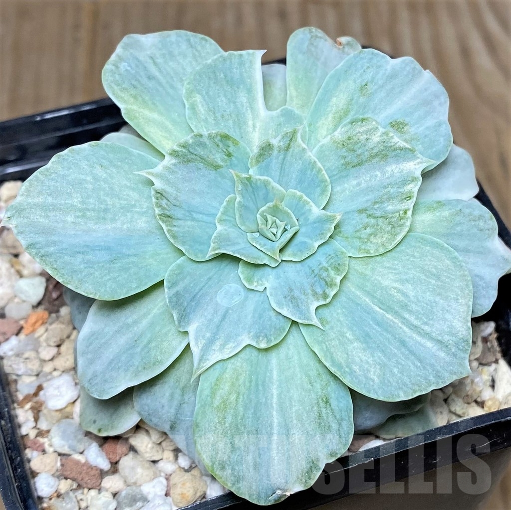 SHPR19442 Echeveria 'Silver Queen'
