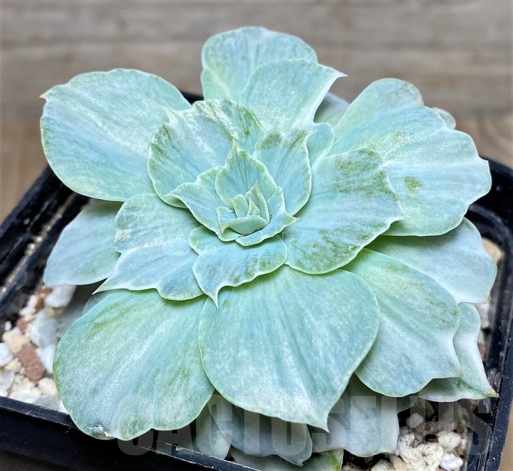SHPR19442 Echeveria 'Silver Queen' - Image 2
