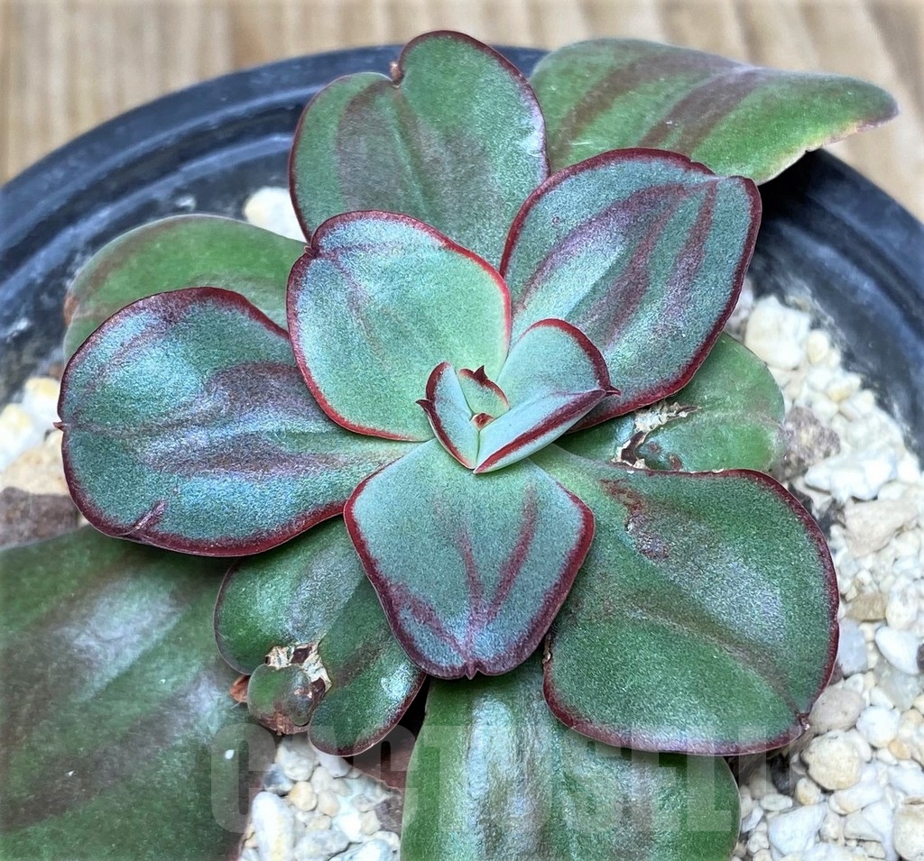 SHPR19443 Echeveria nodulosa