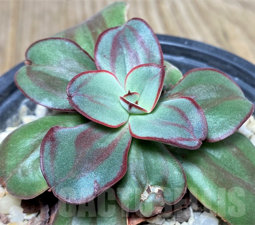 SHPR19443 Echeveria nodulosa - Image 2