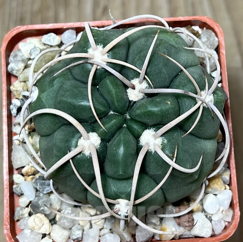 SHPR19871 Gymnocalycium schuetzianum FR 430 – Image 2
