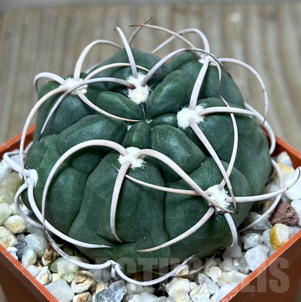 SHPR19871 Gymnocalycium schuetzianum FR 430