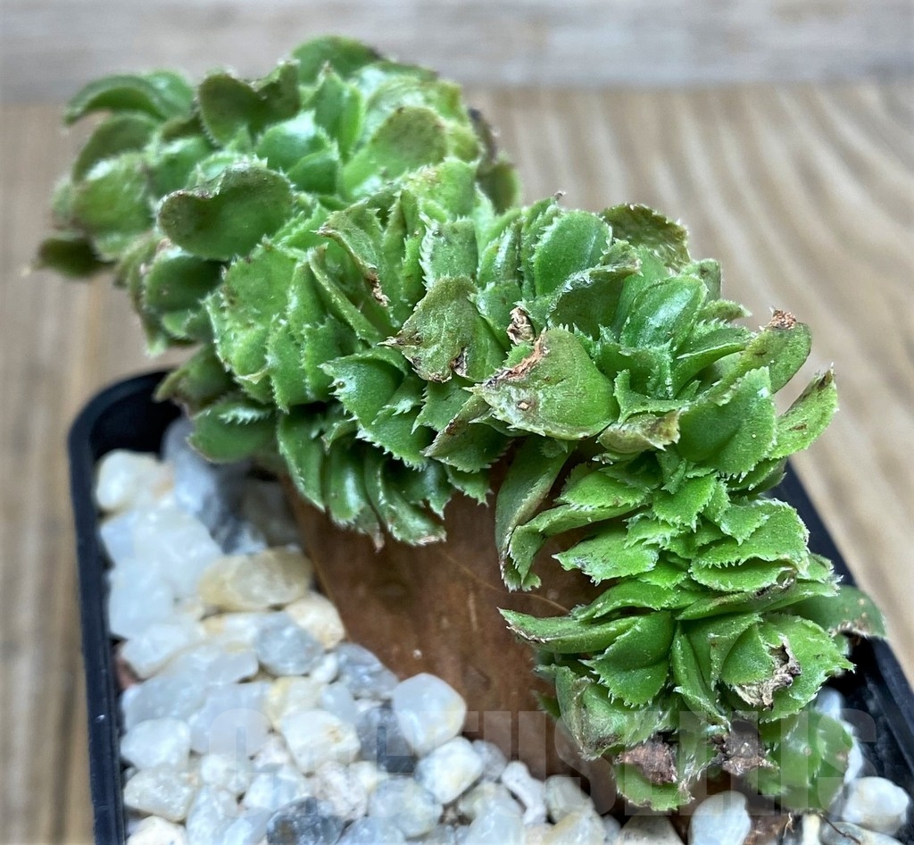 SHPR19445 Aeonium 'Blushing Beauty' f. cristata