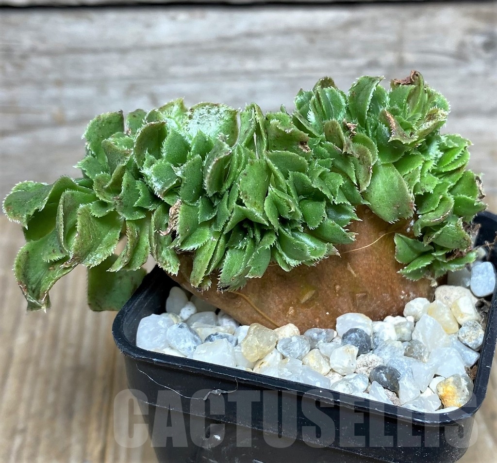 SHPR19445 Aeonium 'Blushing Beauty' f. cristata - Image 2