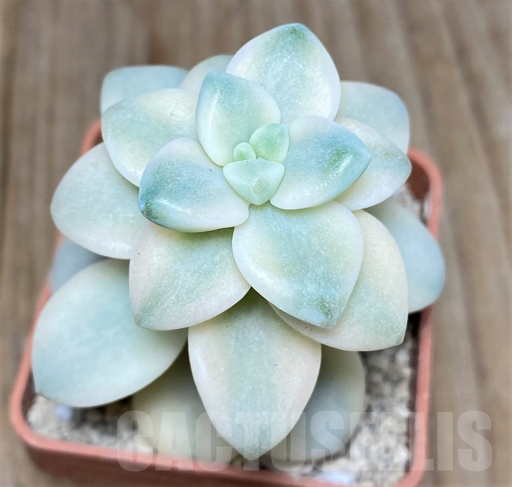 SHPR19446 Graptopetalum apricot f. variegated