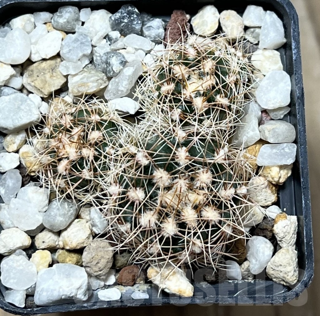 SHPR19872 Gymnocalycium bruchii ssp. melojeri VG 272 – Bild 2