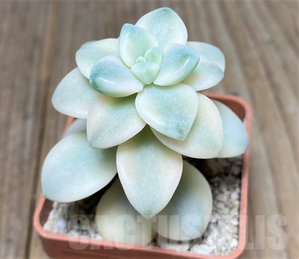 SHPR19446 Graptopetalum apricot f. variegated - Image 2