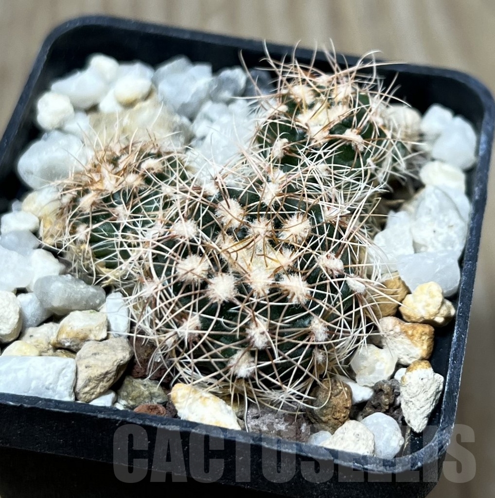 SHPR19872 Gymnocalycium bruchii ssp. melojeri VG 272