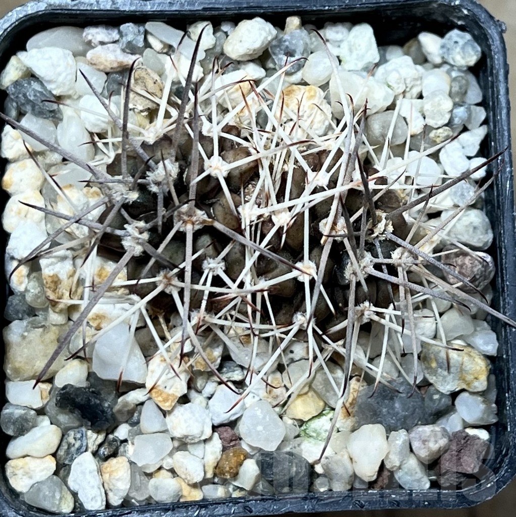 SHPR19873 Gymnocalycium pungens – Bild 2