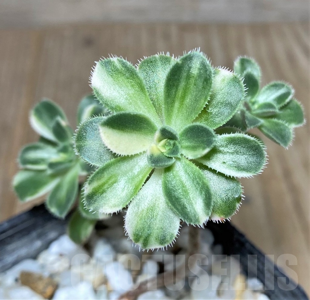 SHPR19448 Aeonium castello-paivae f. variegata