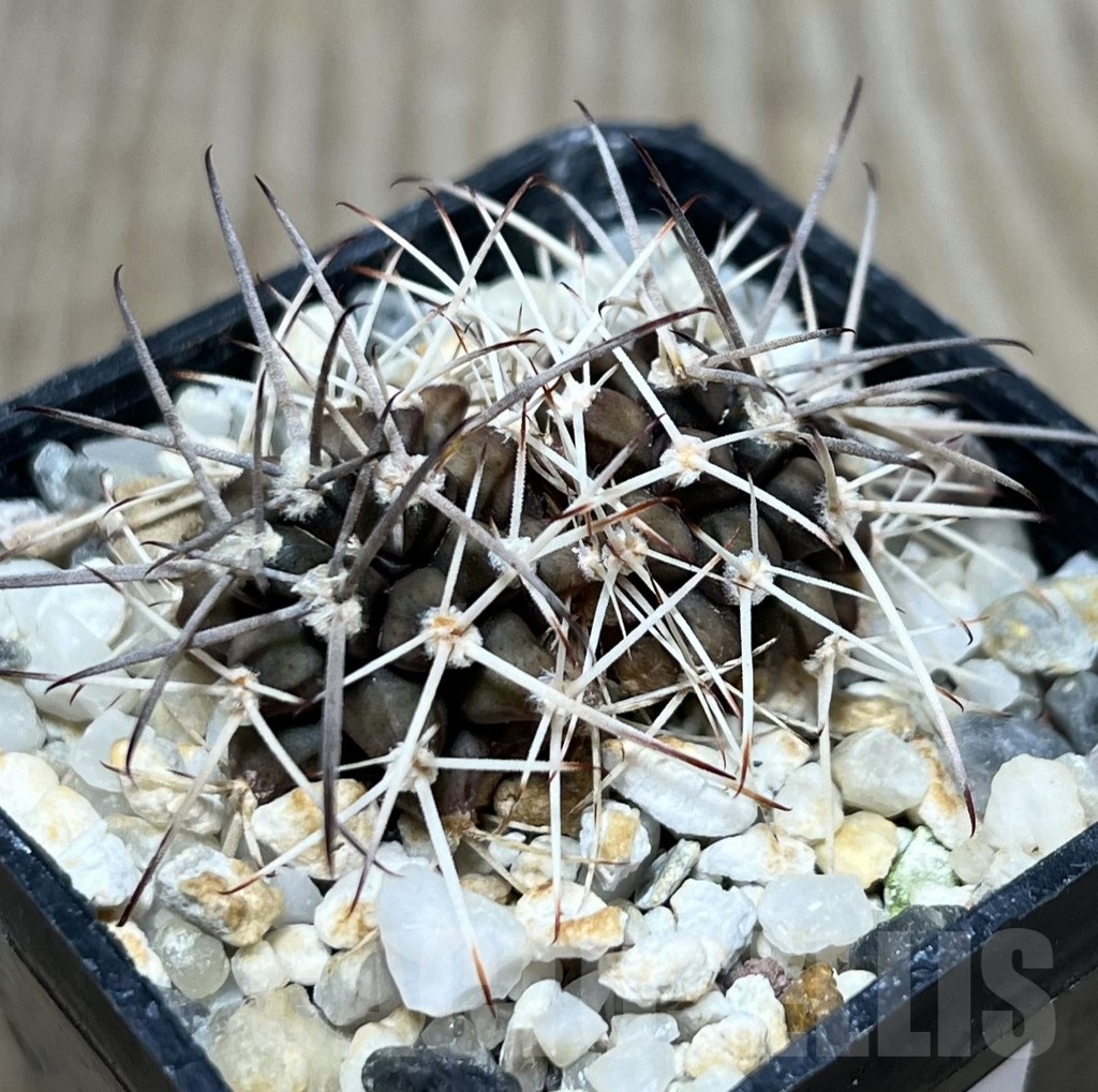 SHPR19873 Gymnocalycium pungens