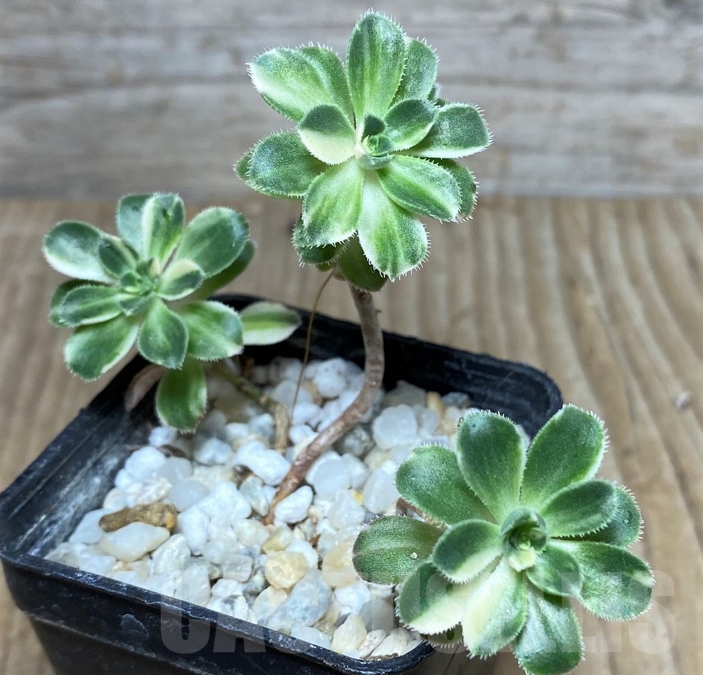 SHPR19448 Aeonium castello-paivae f. variegata - Image 2