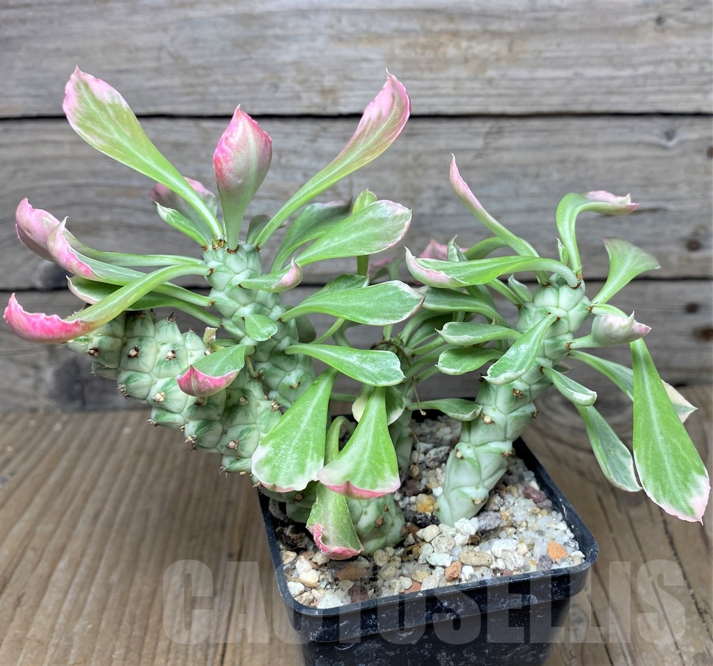 SHPR19449 Monadenium stapelioides f. variegata - Image 2