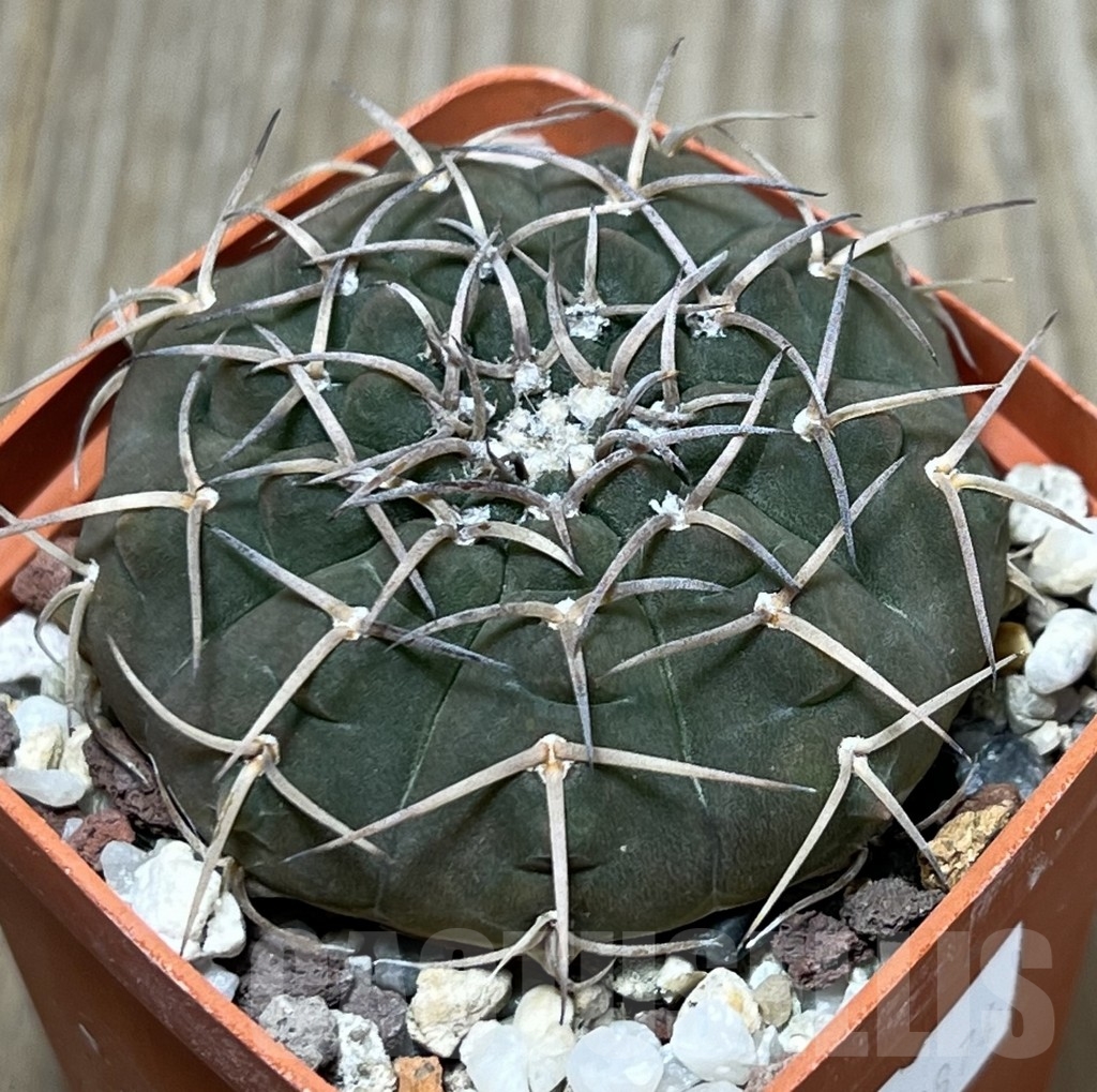SHPR19874 Gymnocalycium riojense v. pipanacoense LB 1265