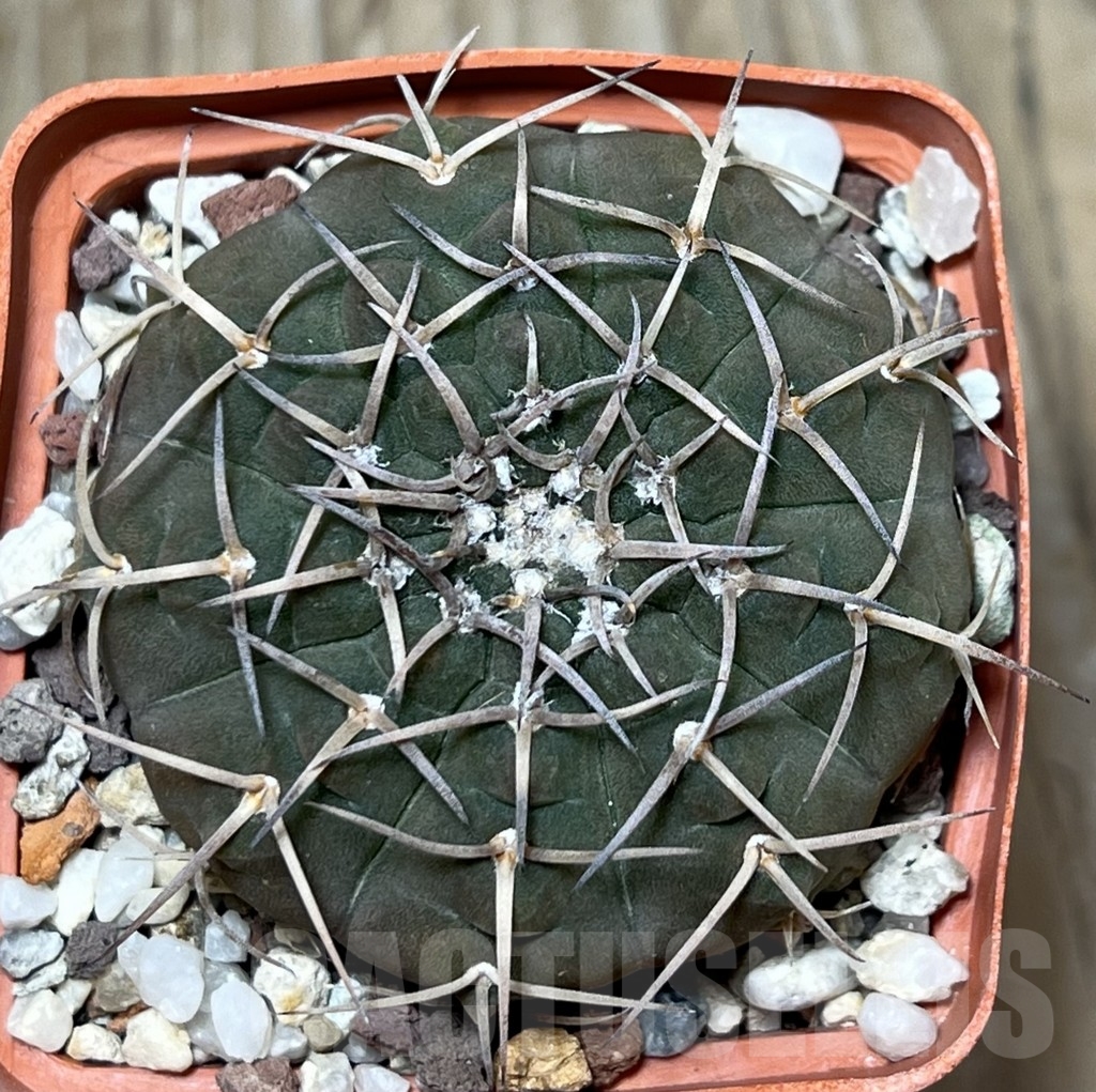 SHPR19874 Gymnocalycium riojense v. pipanacoense LB 1265 – Bild 2