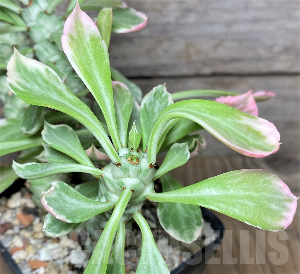 SHPR19449 Monadenium stapelioides f. variegata