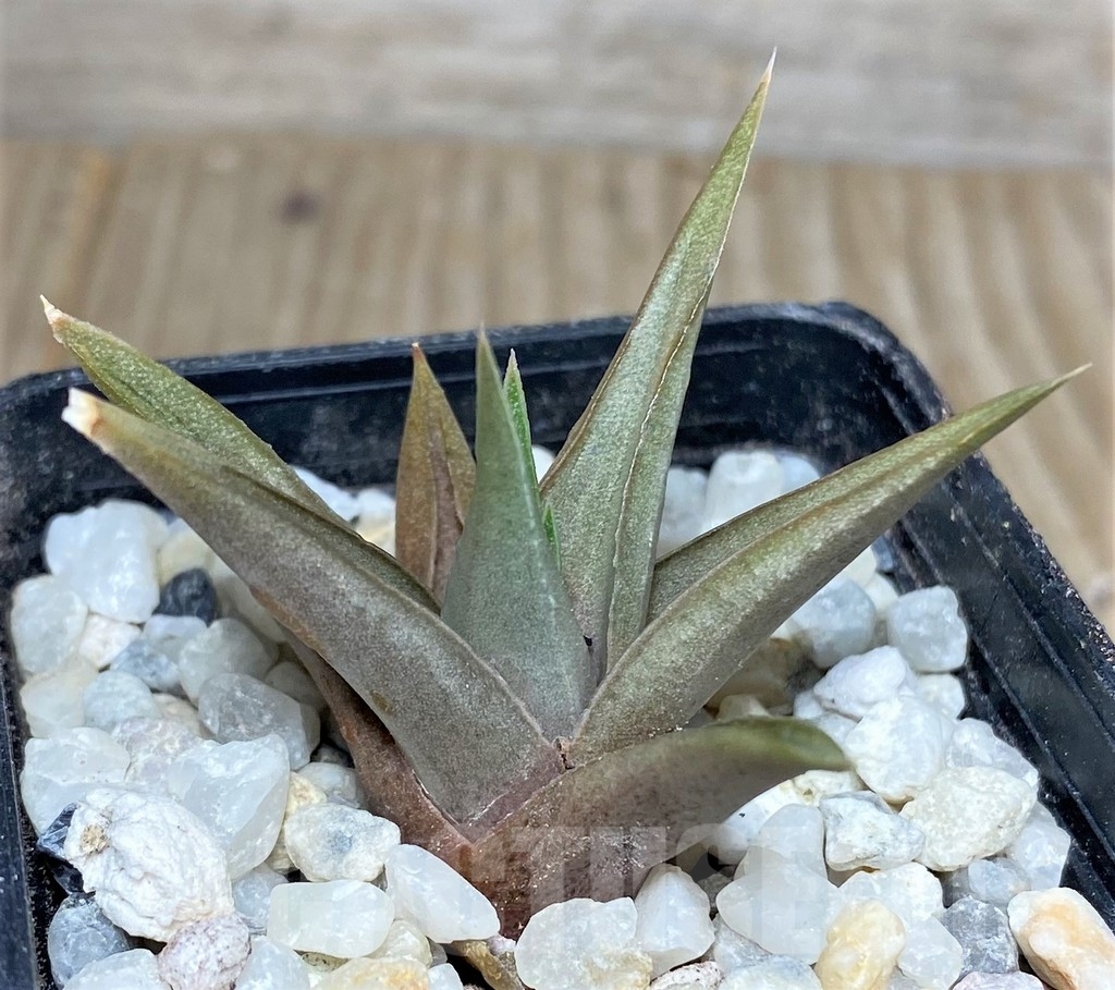 SHPR19451 Haworthia limifolia v. glaucophylla - Image 2