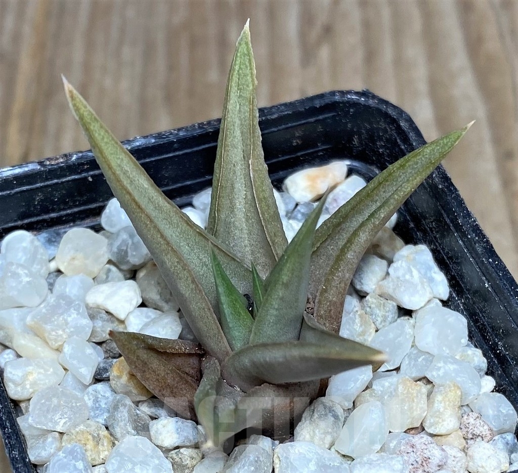SHPR19451 Haworthia limifolia v. glaucophylla - Image 3