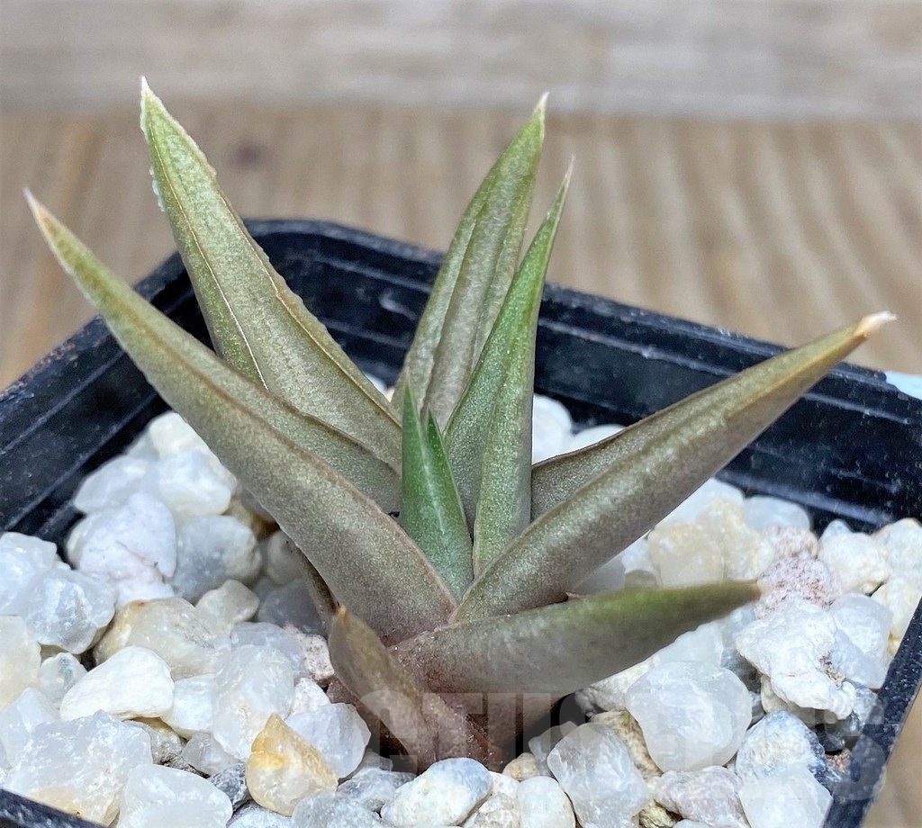 SHPR19451 Haworthia limifolia v. glaucophylla