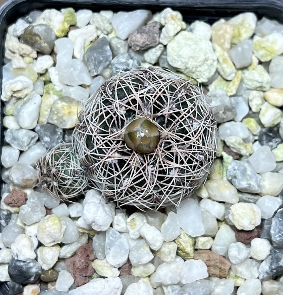 SHPR19876 Gymnocalycium bruchii v. schimmadae GN 731 – Bild 2