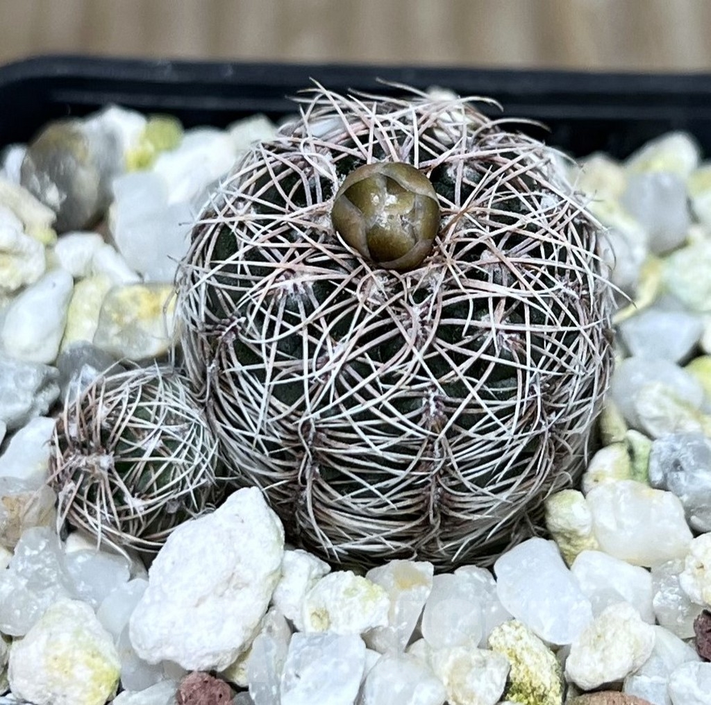 SHPR19876 Gymnocalycium bruchii v. schimmadae GN 731
