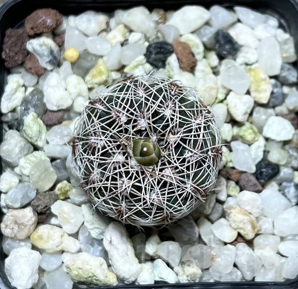 SHPR19877 Gymnocalycium bruchii v. schimmadae GN 731 – Bild 2