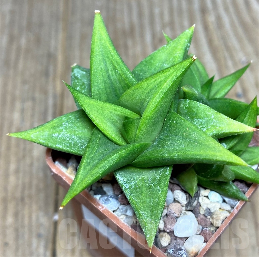 SHPR19453 Haworthia limifolia v. ubomboensis -Alan Mouschelles- France