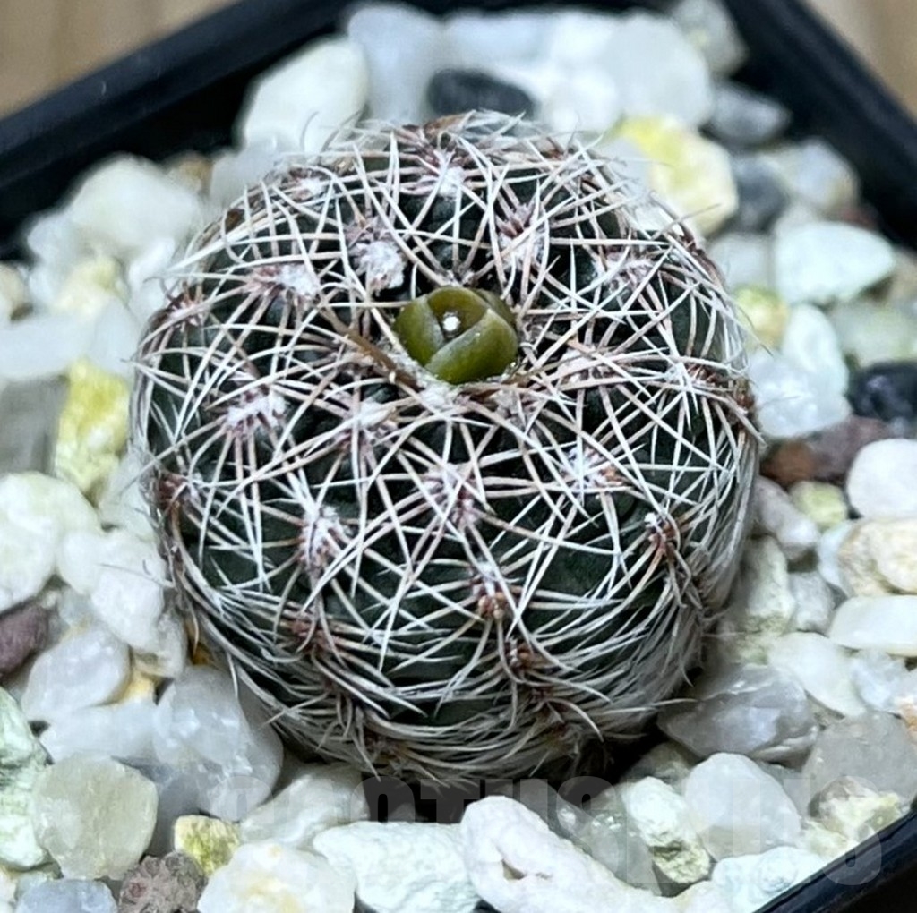 SHPR19877 Gymnocalycium bruchii v. schimmadae GN 731
