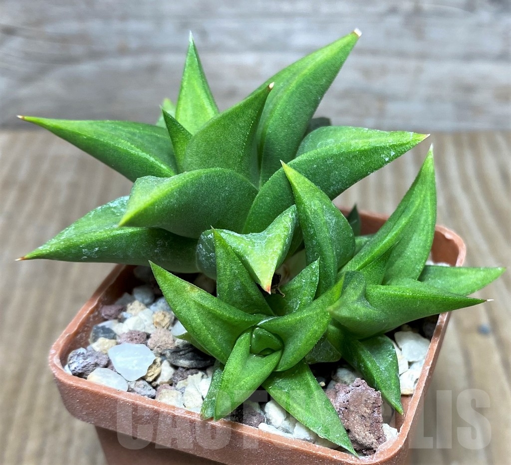SHPR19453 Haworthia limifolia v. ubomboensis -Alan Mouschelles- France - Image 2