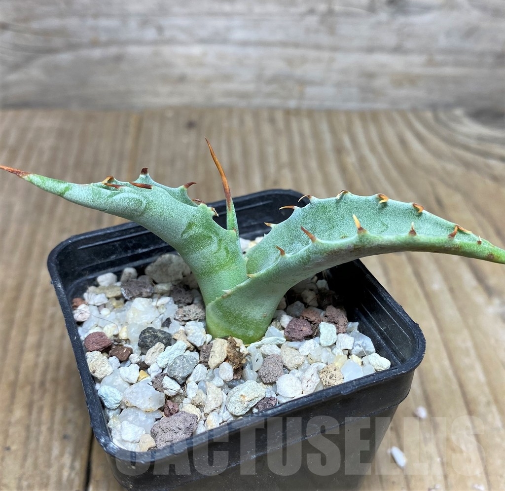 SHPR19455 Agave azureus - immagine 2