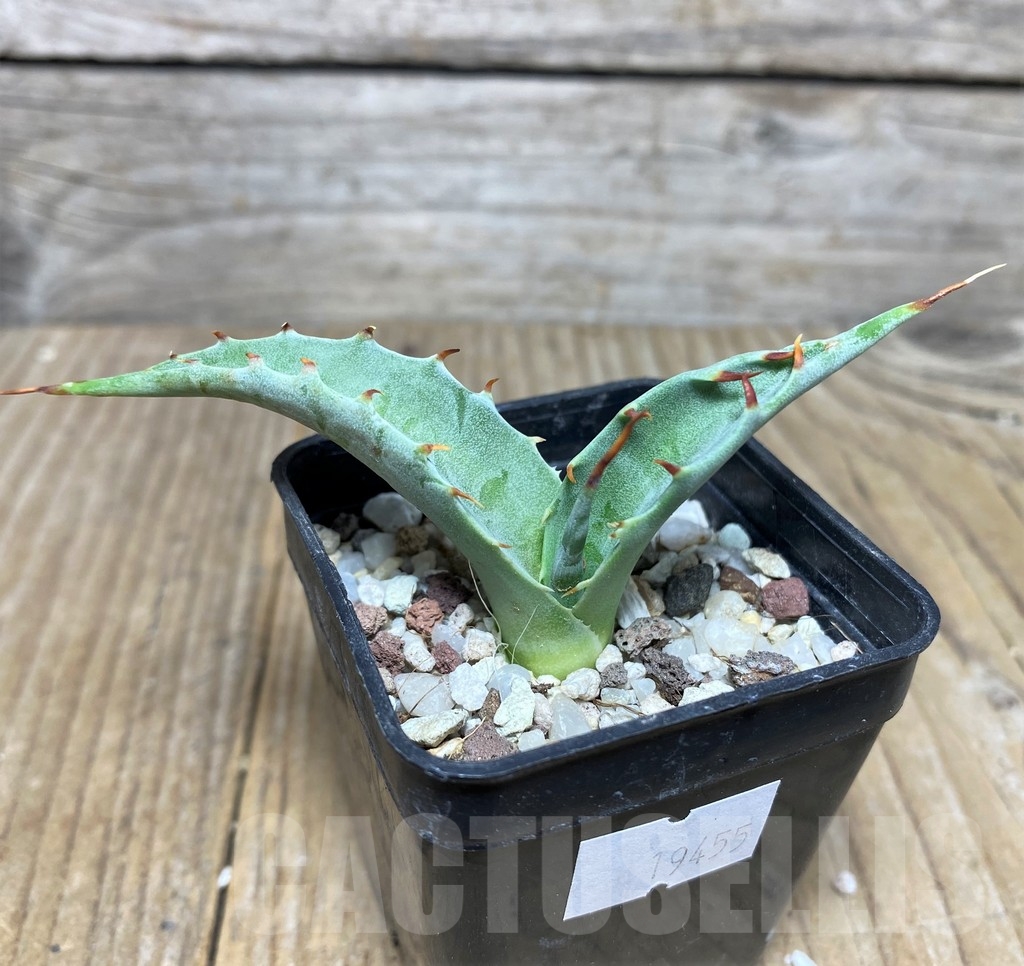 SHPR19455 Agave azureus