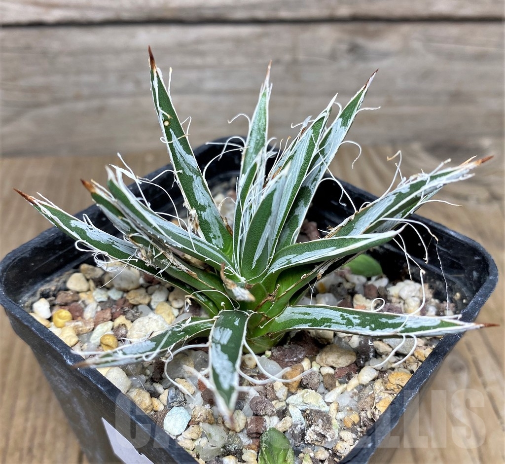 SHPR19457 Agave toumeyana v. bella
