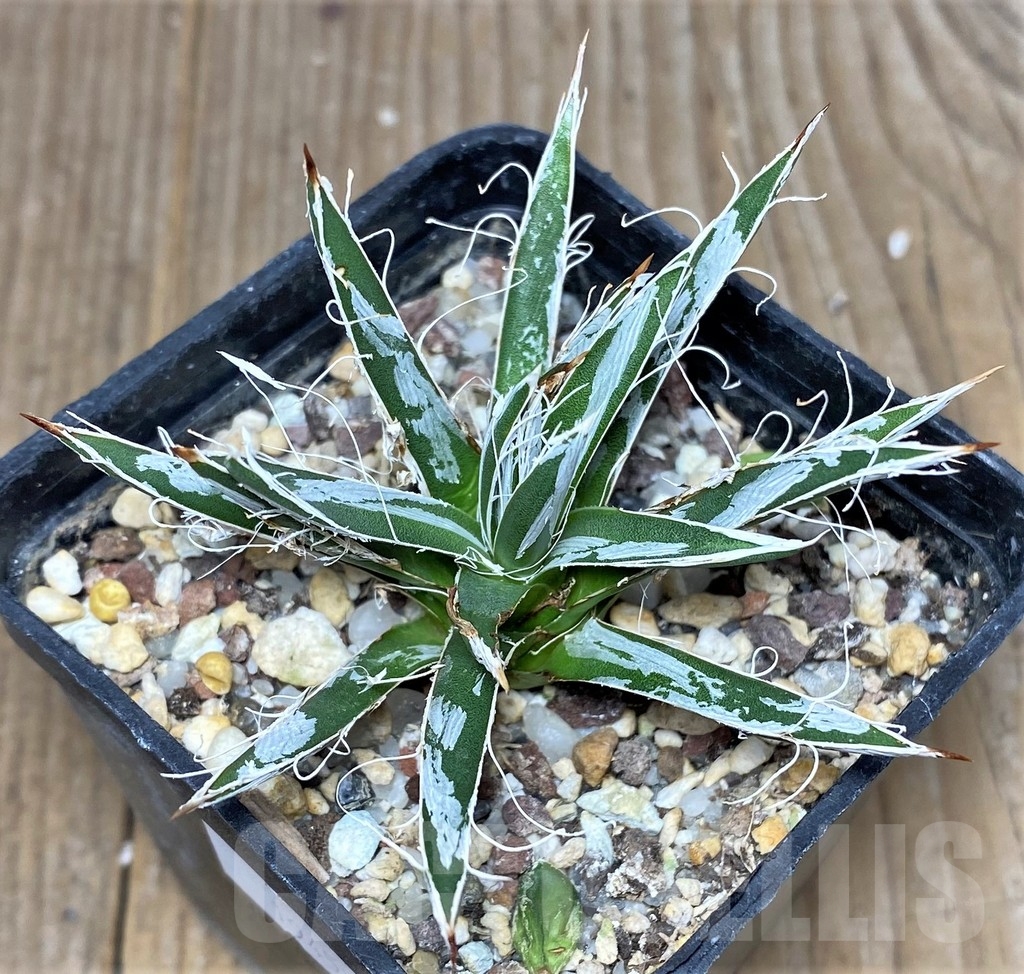 SHPR19457 Agave toumeyana v. bella – Bild 2