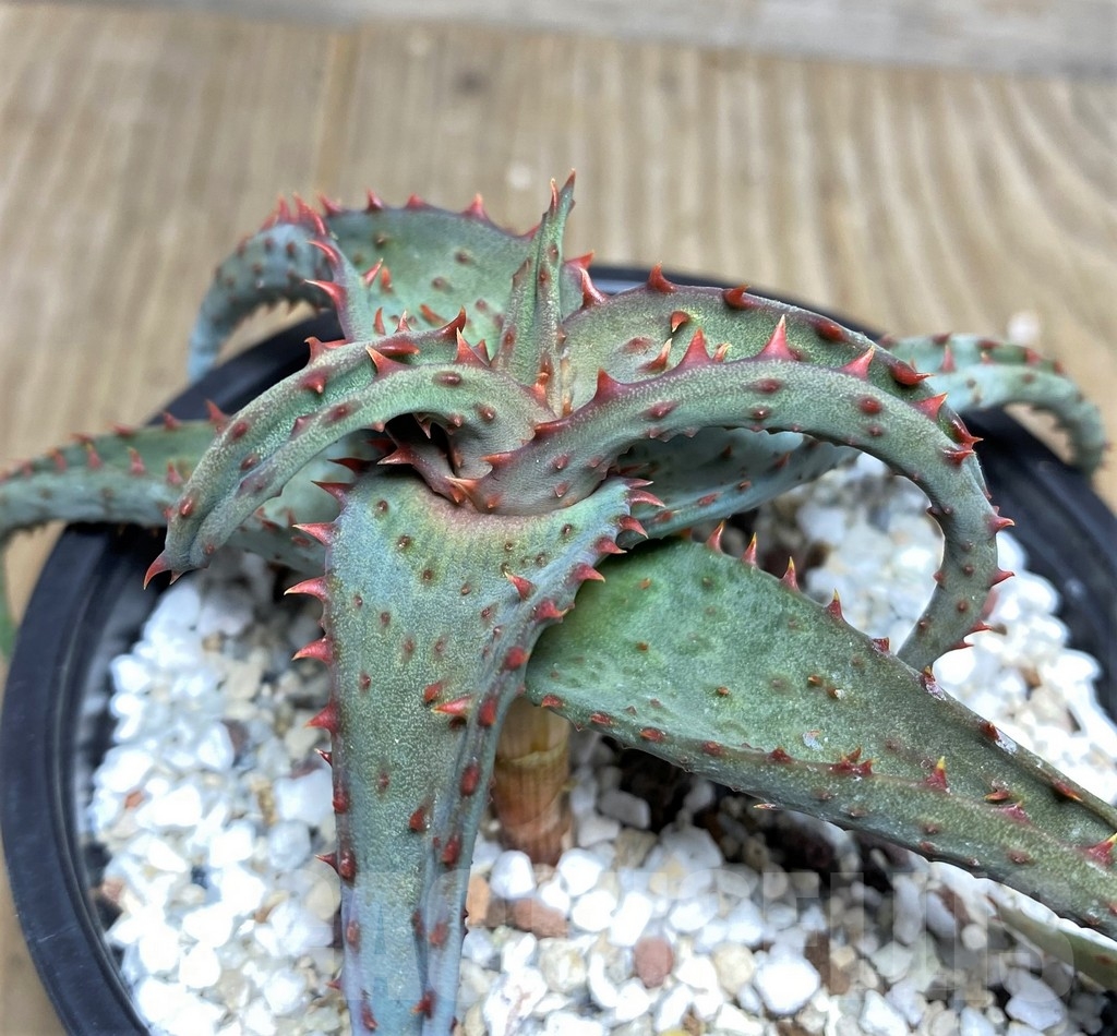 SHPR19458 Aloe castilloniae hybrid
