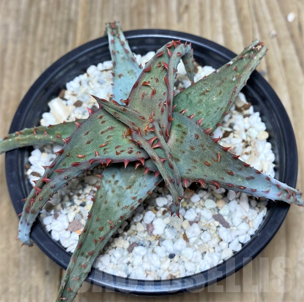 SHPR19458 Aloe castilloniae hybrid – Bild 2