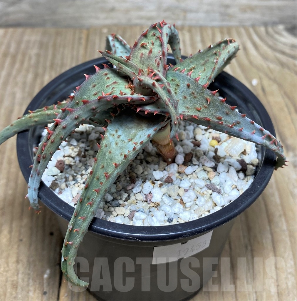 SHPR19458 Aloe castilloniae hybrid – Bild 3