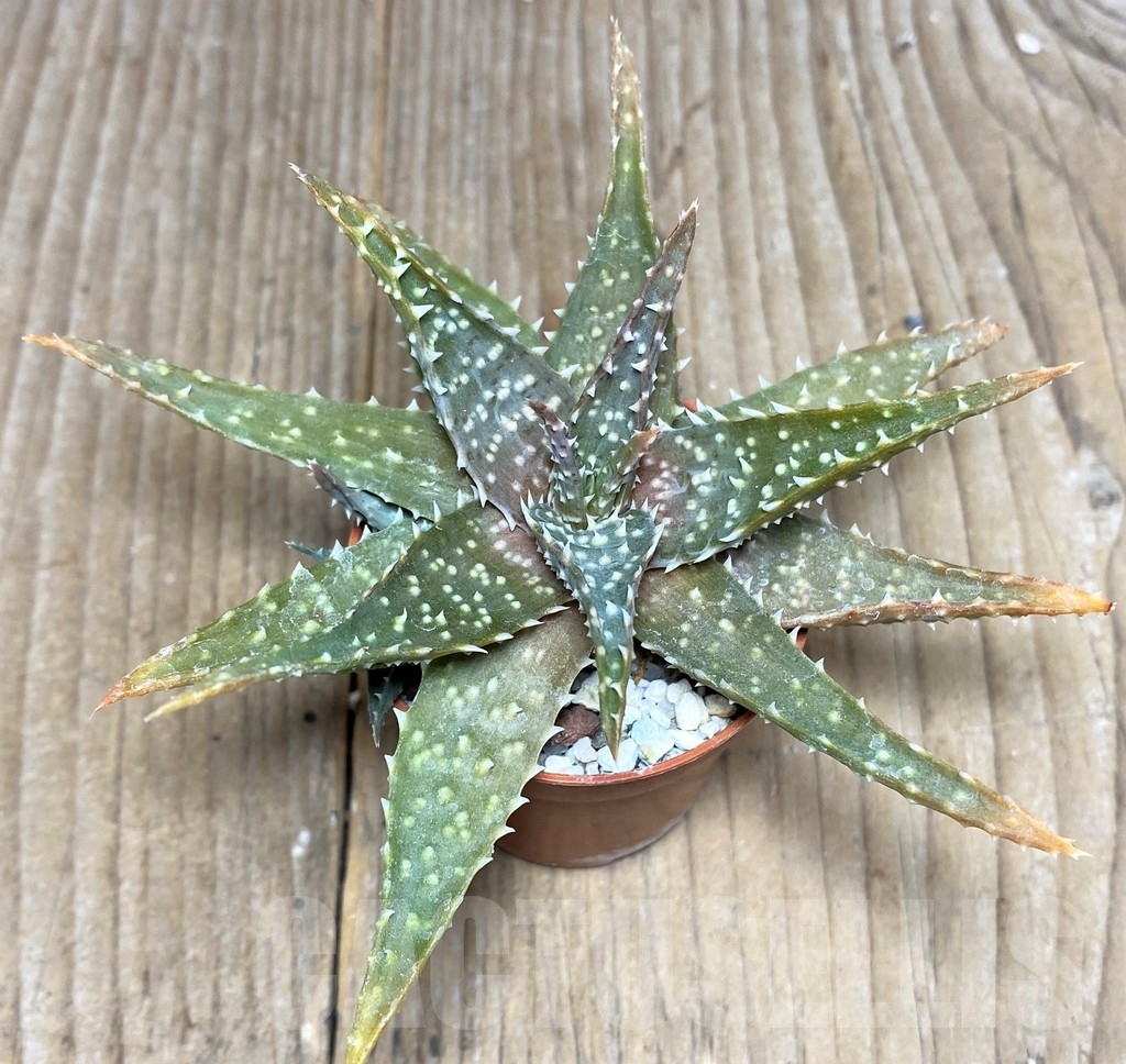 SHPR19460 Aloe humilis hybrid - Image 2