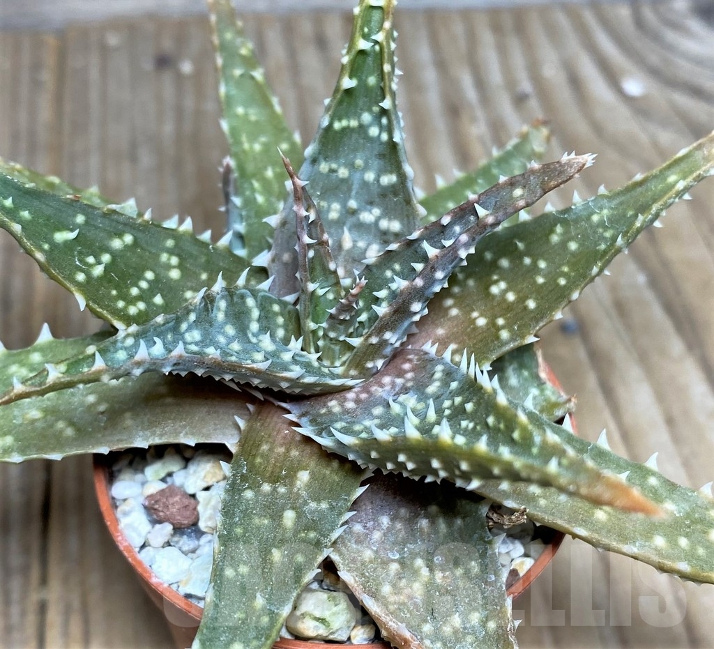 SHPR19460 Aloe humilis hybrid