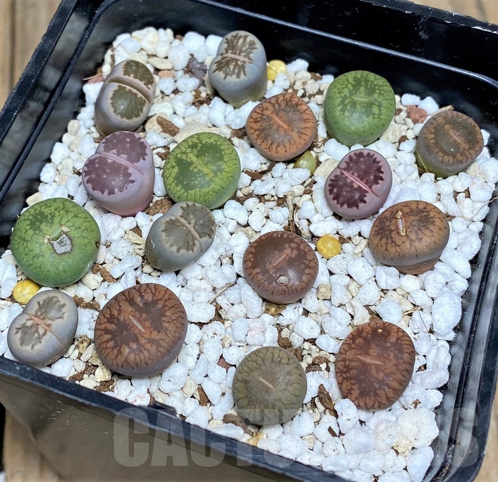 SHPR19499 Lithops mix