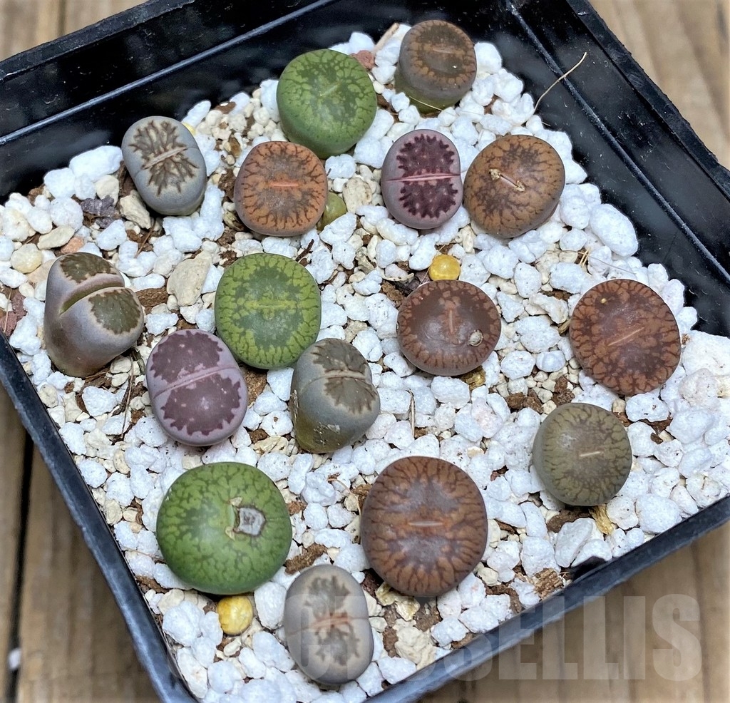 SHPR19499 Lithops mix – Bild 2